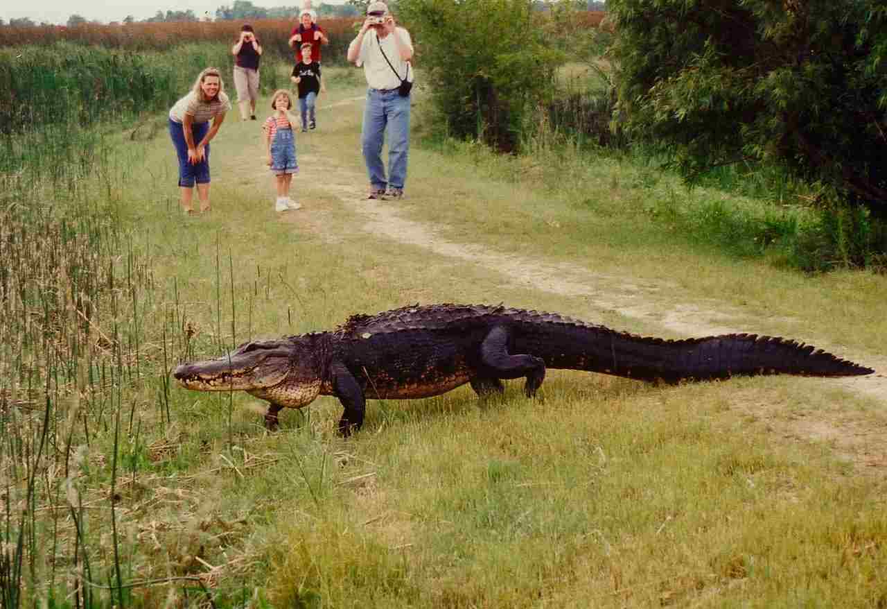 alligator vs komodo dragon