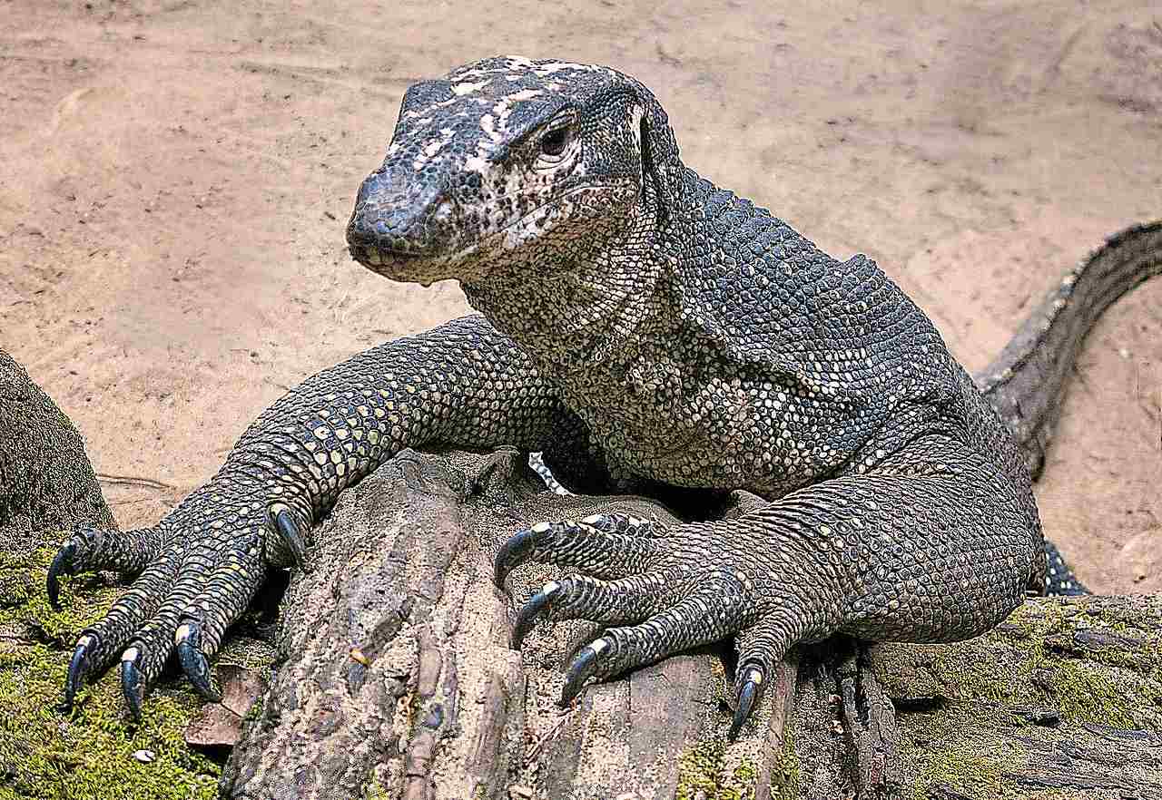 alligator vs Komodo dragon