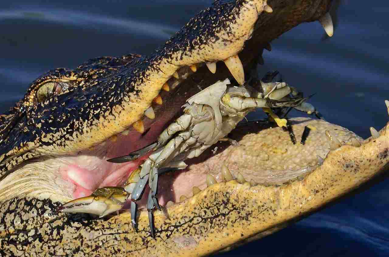 Alligator Vs Snake