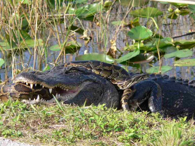 Alligator Vs Python Who Would Win, Overall Comparison