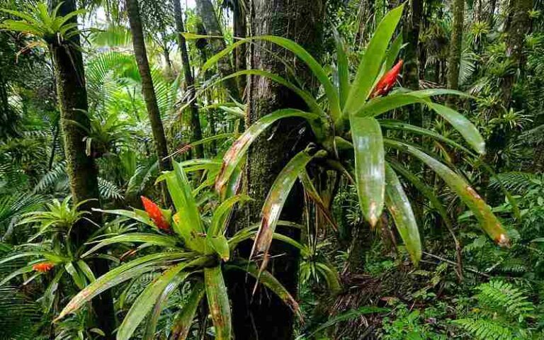 15 Amazon Rainforest Biotic and Abiotic Factors Discussed