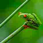 Amazon Rainforest Biotic Factors: Insectivores like Tree Frogs Contribute to Insect Population Control in the Rainforest (Credit: Andy Morffew 2015 .CC BY 2.0.)