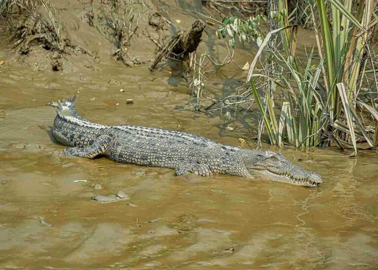 American Alligator Vs Saltwater Crocodile Size, Weight, Overall Comparison