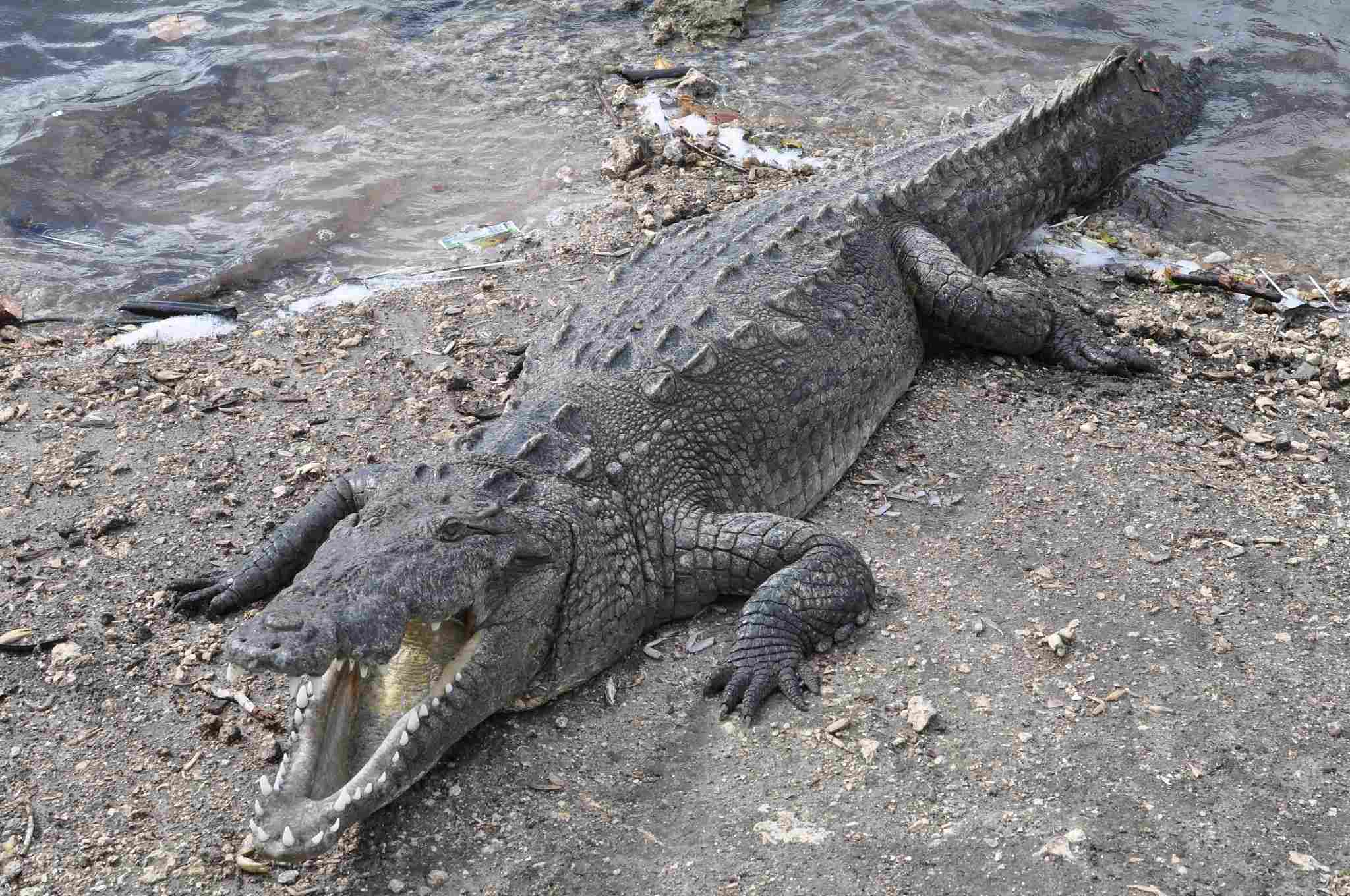 American Alligator Vs American Crocodile