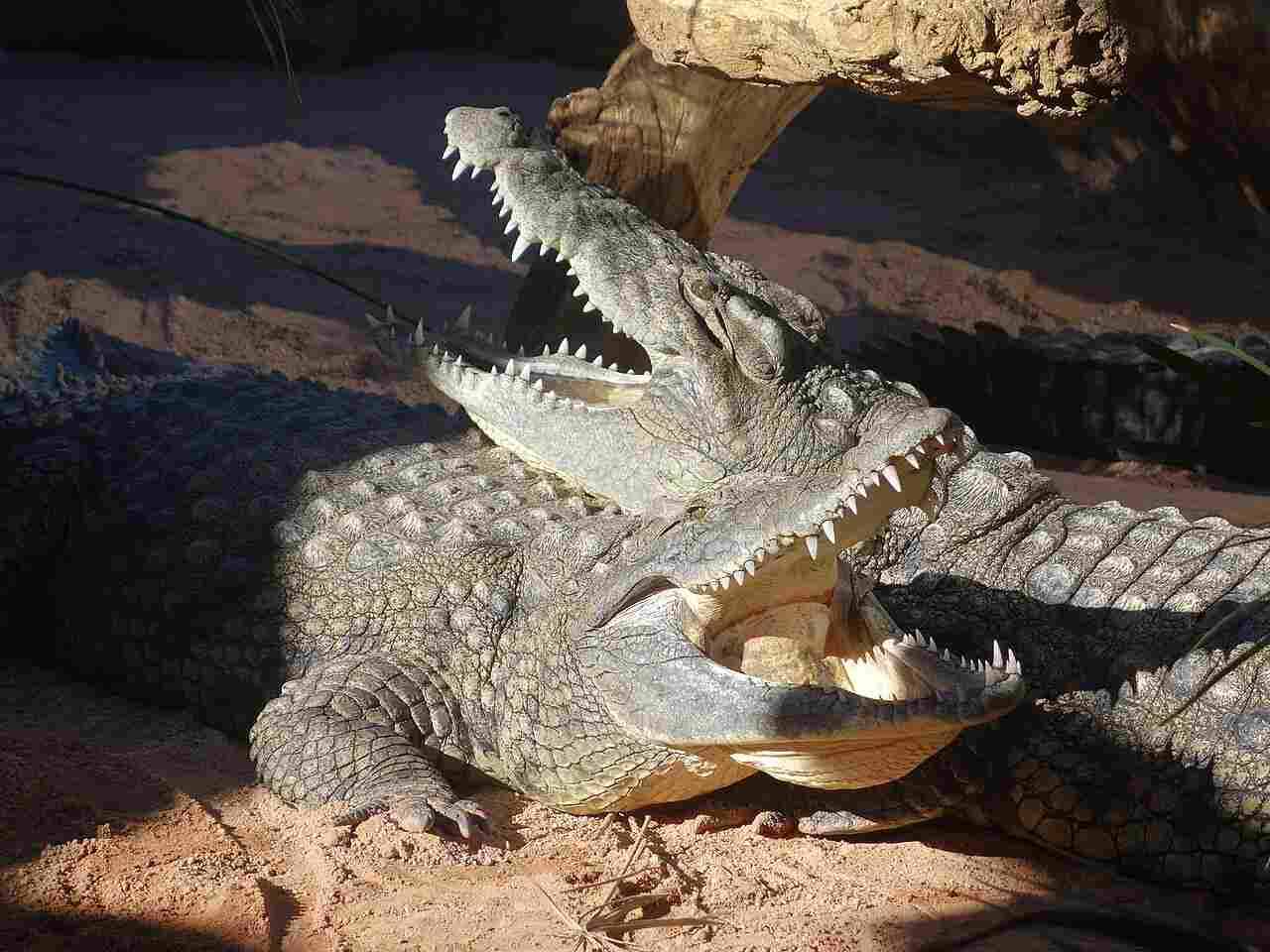 caiman vs alligator vs crocodile