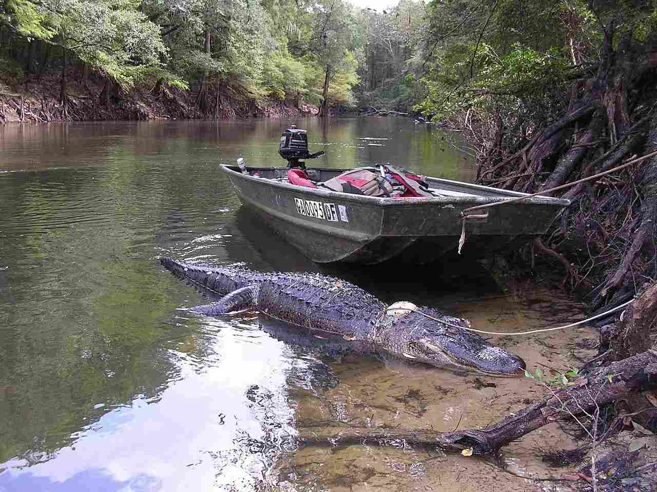 American Alligator Vs American Crocodile