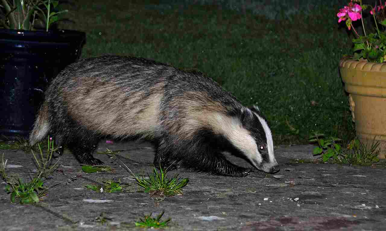 badger vs skunk