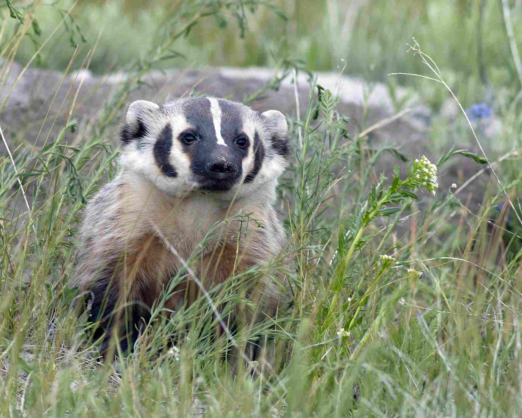 American badger vs honey badger