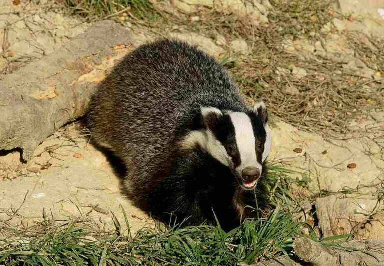 American Badger Vs European Badger Who Would Win, Overall Comparison