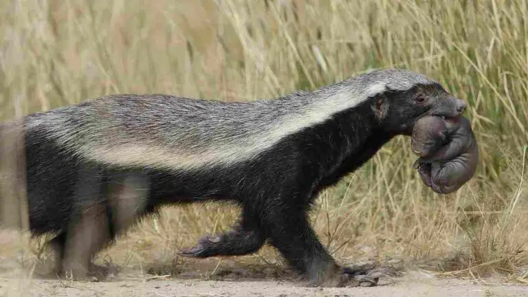 American Badger Vs Honey Badger Who Would Win, and Overall Comparison