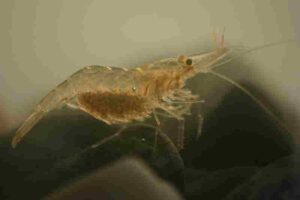 4 Main Groups of Benthic Animals: Epibenthic Organisms like Grass Shrimp are Motile and can Navigate Across the Seafloor (Credit: Brian.gratwicke 2006 .CC BY 2.5.)
