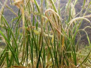 Plants in the Benthic Zone: Shoal Grass is Distinguished by its Short and Narrows Blades (Credit: Hans Hillewaert 2011 .CC BY-SA 4.0.)