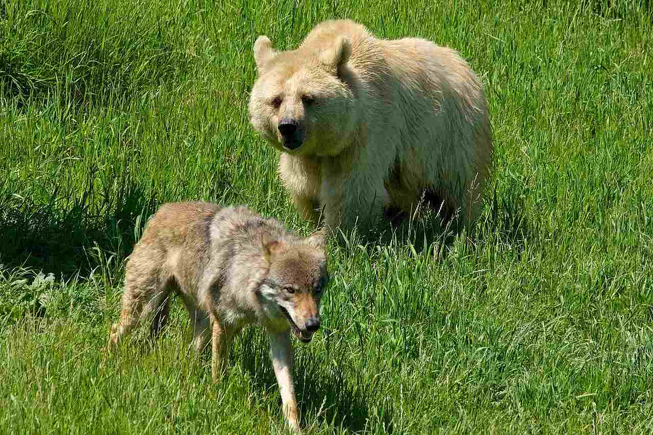 What Animal Eats Wolves: Bears are Potential Wolf Predators in Forests (Credit: Beni Ziegler 2013 .CC BY 3.0.)