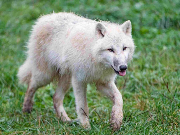 What Animal Eats Wolves? 7+ Predators of Wolves Discussed