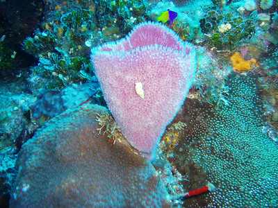 5 Animals in the Coral Reef and Their Characteristics Discussed