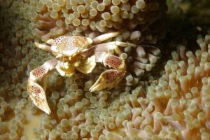 Animals in the Coral Reef Ecosystem: Crustaceans may Live Symbiotically with Other Reef Organisms like Sea Anemone (Credit: Tarinth 2005 .CC BY-SA 3.0.)