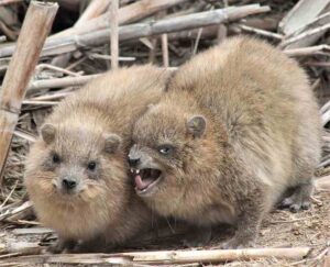 Animals in the Savanna: Rock Hyraxes are Known for their Distinctive Vocalizations (Credit: JulianAlper 2021 .CC BY-SA 4.0.)