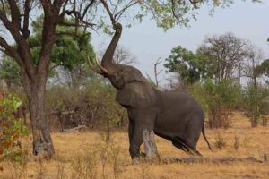 Animals in the Savanna: African Elephant Significantly Impacts Vegetation Growth through its Feeding Activities (Credit: Charles J. Sharp 2013 .CC BY-SA 3.0.)