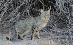 Animals in the Savanna: As an Opportunistic Animal, the African Wildcat may Consume Plant Matter when Prey is Scarce (Credit: Leonemanuel 2015 .CC BY-SA 4.0.)