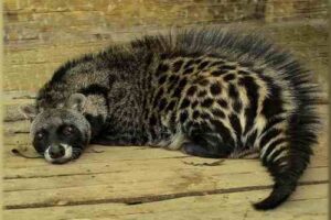 Animals in the Savanna: African Civet is Characterized by Distinctive Coat-Markings and Opportunistic, Nocturnal Habits (Credit: Николай Усик 2009 .CC BY-SA 3.0.)