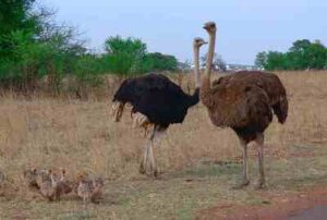 Animals in the Savanna: Ostrich is an Example of a Bird that Lives in the Savanna Ecoregion (Credit: Derek Keats 2013 .CC BY 2.0.)