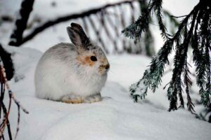 Animals in the Boreal Forest Biome: Snowshoe Hare's Fur Provides Camouflage in Winter Snow (Credit: U.S. Forest Service- Pacific Northwest Region 2015)