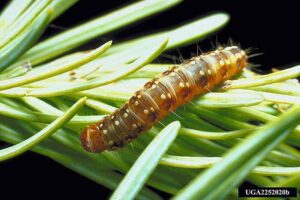 Animals in the Boreal Forest Biome: Insects like the Spruce Budworm are Known to Destroy Boreal Vegetation (Credit: Jerald E. Dewey, USDA Forest Service, United States 2001 .CC BY 3.0.)