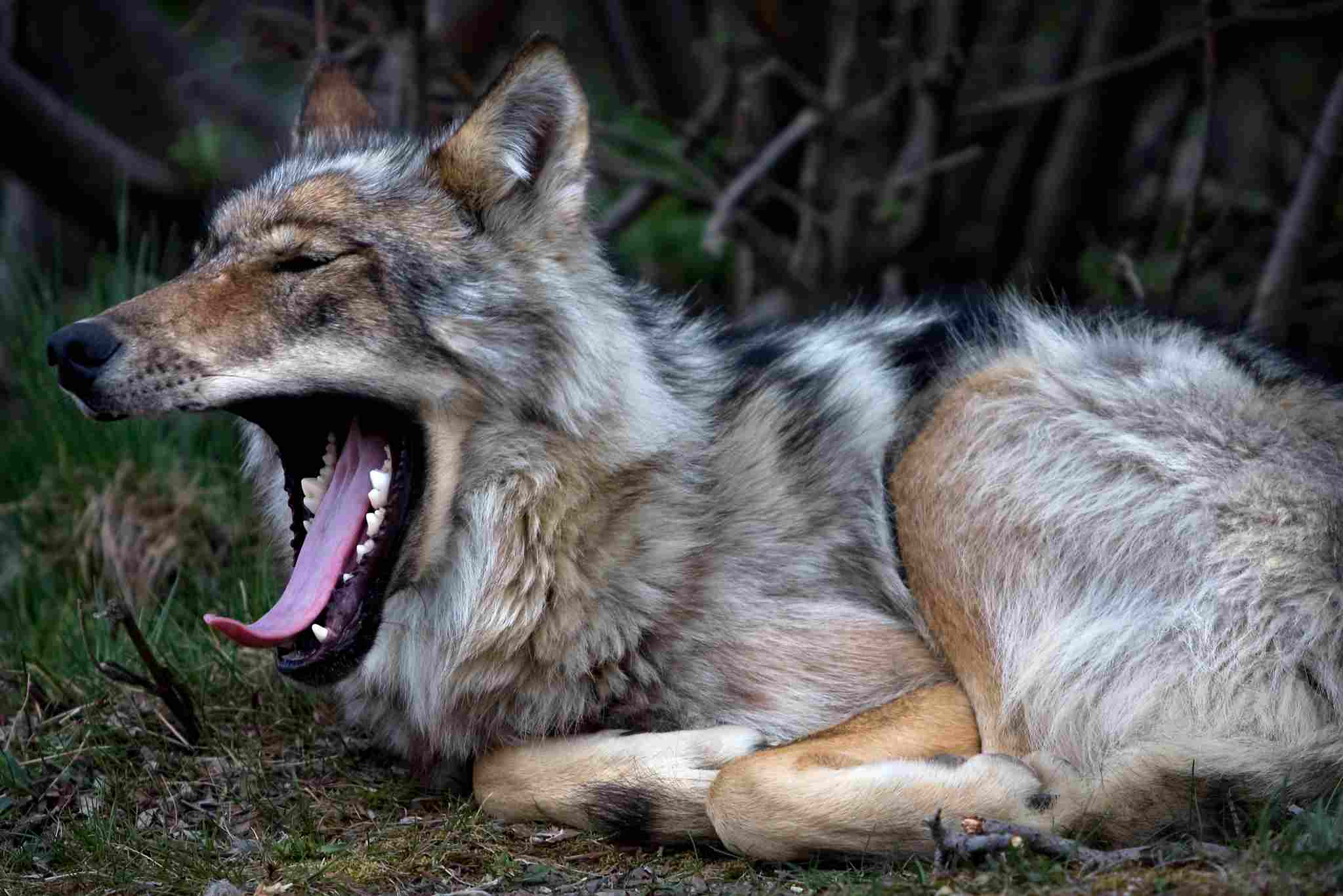What Animal Eats a Fox: Wolves are Larger Canids That Can Prey on Foxes Under Certain Circumstances (Credit: Denali National Park and Preserve 2009, Uploaded Online 2010 .CC BY 2.0.)
