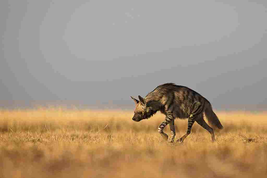 What Animal Eats a Fox: Hyenas Can Consume Foxes in Their Shared Arid and Semiarid Habitats (Credit: Rohit Varma 2013 .CC BY-SA 2.0.)