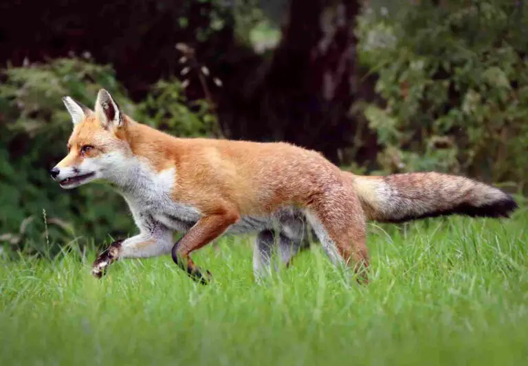 What Animal Eats a Fox? 17 Predators of the Fox Discussed