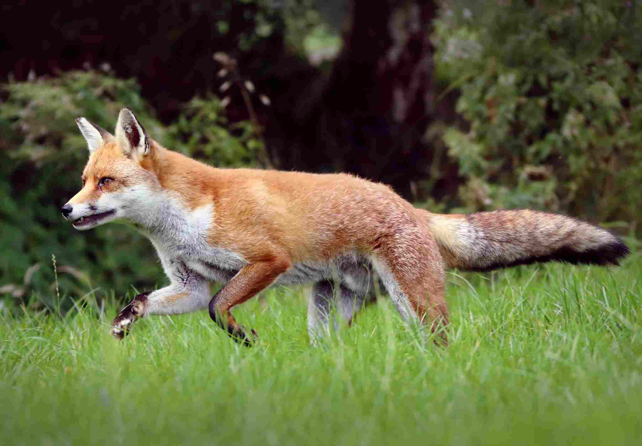 What Animal Eats a Fox: A Fox May Act as Both Predator and Prey in the Ecosystem (Credit: Charlie Marshall 2020 .CC BY 2.0.)