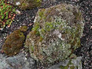 Antarctica Biotic Factors: Cold-Tolerant Lichens Can be Found On Rock Surfaces in Antarctic Regions (Credit: brewbooks 2010 .CC BY-SA 2.0.)