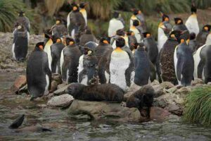 Antarctica Biotic Factors: Penguins and Seals May Compete for Prime Locations on Rocky Outcrops (Credit: Liam Quinn 2011 .CC BY-SA 2.0.)