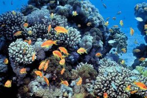 Aquatic Ecosystem Definition: Coral Reef as a Secondary Example of an Aquatic Ecosystem (Credit: Daviddarom 1969)
