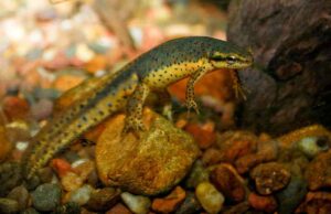 Aquatic Ecosystem Animals: Red-Spotted Newt (Notophthalmus viridescens viridescens) as an Example of Amphibians in Aquatic Ecosystems (Credit: Brian Gratwicke 2009 .CC BY 2.0.)