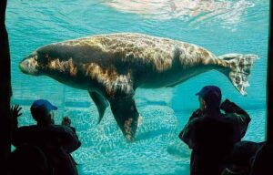 Aquatic Ecosystem Animals: Walrus as an Example of an Aquatic Mammal (Credit: Dolfijn.spetter 2005 .CC BY-SA 3.0.)