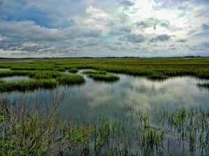 Aquatic Ecosystem Types: Salt Marsh as an Example of a Wetland Ecosystem (Credit: Trish Hartmann 2012 .CC BY 2.0.)