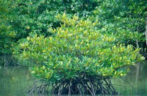 Aquatic Food Web: Mangrove Plants Create Micro-Habitats and Provide Food for Several Organisms (Credit: Bernard DUPONT 2001 .CC BY-SA 2.0.)