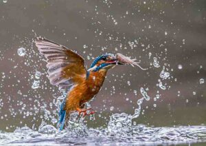 Aquatic Food Web: Being an Aquatic Raptor, the Kingfisher has Developed Excellent Capabilities for Exploiting Fish as a Food Source (Credit: Andy Morffew 2015 .CC BY 2.0.)