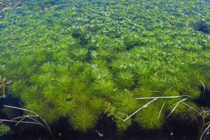 Aquatic Food Chain: Submerged Aquatic Plants Grow Entirely Under Water, and Survive by Their Adaptive Features (Credit: Christian Fischer 2014 .CC BY-SA 3.0.)