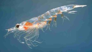 Aquatic Food Chain: Krill is an Example of an Aquatic Zooplankton/Primary Consumer (Credit: Øystein Paulsen 2005 .CC BY-SA 3.0.)