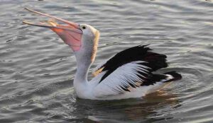 Aquatic Food Chain: Pelican is an Example of an Aquatic Secondary Consumer (Credit: Sheba_Also 43,000 photos 2009 .CC BY-SA 2.0.)