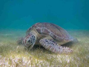 Aquatic Food Chain: Sea Turtle can be Described as a Reptilian, Aquatic Secondary Consumer that Eats Both Plant and Animal Matter (Credit: P.Lindgren 2013 .CC BY-SA 3.0.)