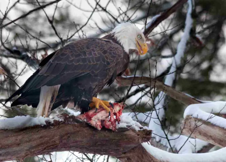 9+ Bird Scavengers In The United States Discussed