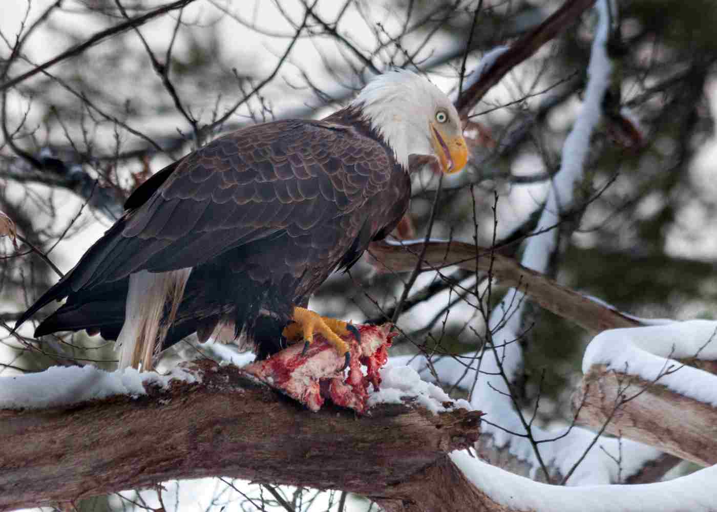 Are Eagles Omnivores: Bald Eagles are Carnivores that Feed Only On Animal Biomass (Credit: Paul VanDerWerf 2017, Uploaded Online 2019 .CC BY 2.0.)