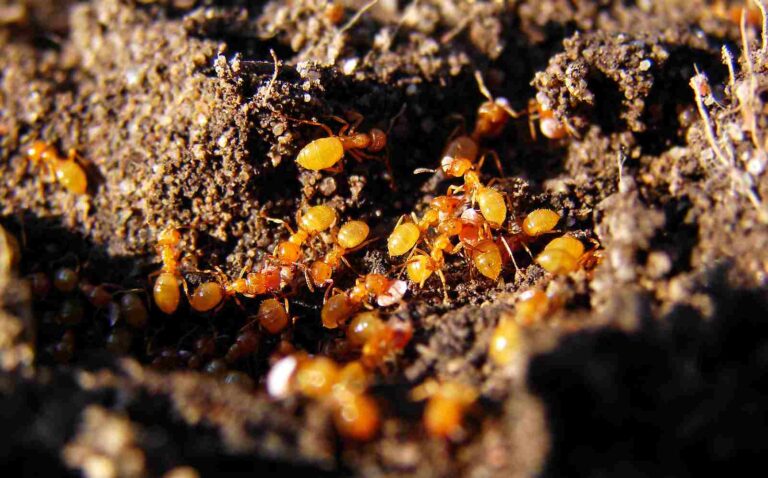 Are Ants Consumers? The Consumer Role of Ants Explored