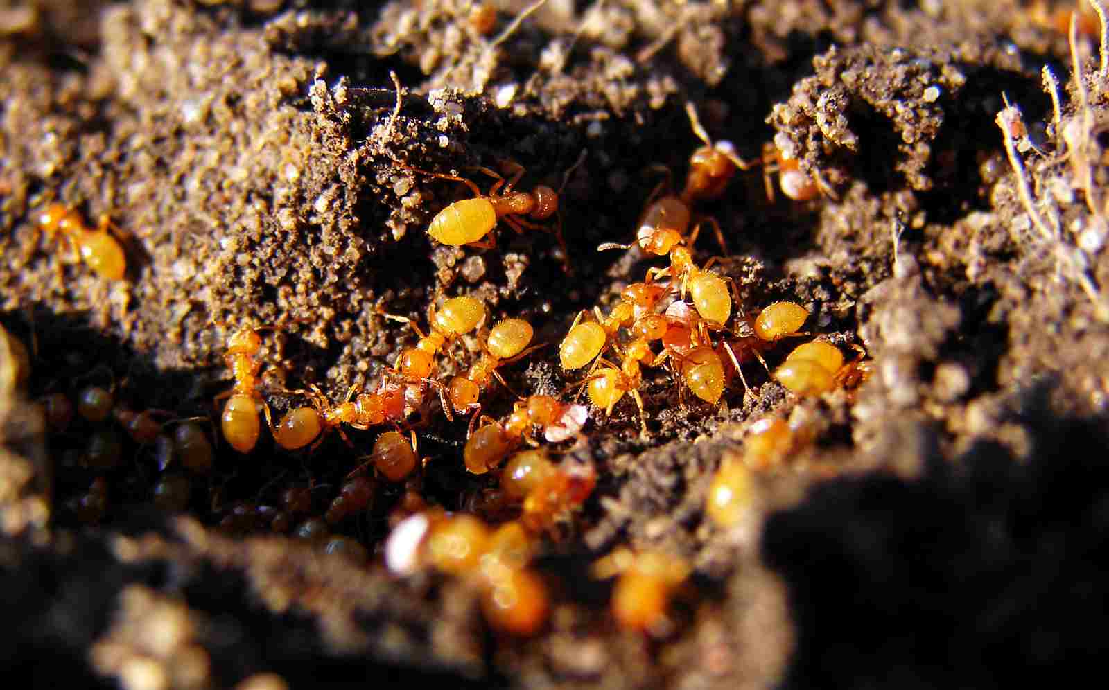 Are Ants Consumers: Ants May Function as Decomposers Through Detritivorous Feeding and Soil Conservation (Credit: Matt Reinbold 2007 .CC BY-SA 2.0.)