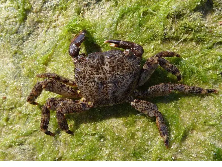 Are Crabs Consumers? Trophic Role and Position of Crab in Ecosystems