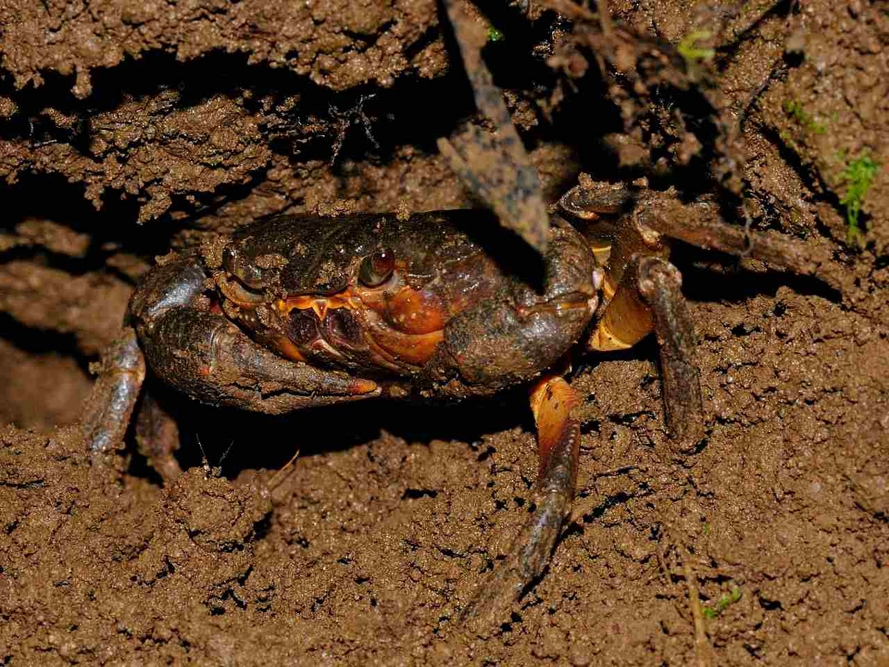 Are Crabs Consumers: Although Better Described as Scavengers, Crabs may be Called Decomposers Due to Detritivorous Feeding Behavior (Credit: Philipp Weigell 2011 .CC BY 3.0.)