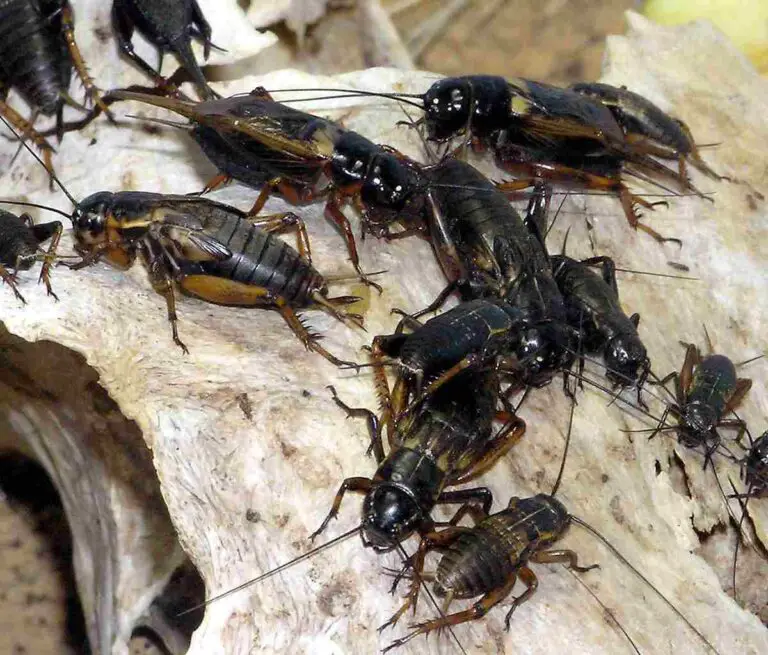Are Crickets Decomposers? Clarifying the Trophic Role of Crickets in Ecosystems